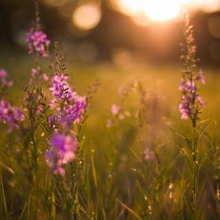 Sunset meadow wallpaper