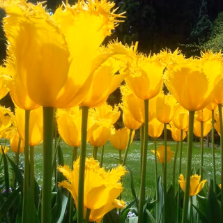 Mainau island wallpaper