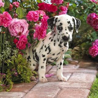 Spring pets wallpaper