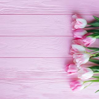 Tulips flower 4k wallpaper