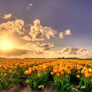 Tulips flower 4k wallpaper