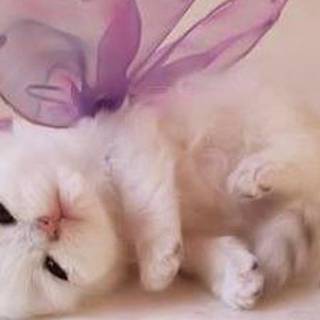 Pink kitten wallpaper