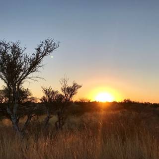 4K sunrise tree wallpaper