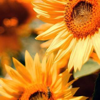 Vintage springtime wallpaper