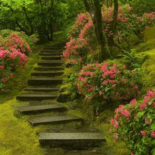 Park flowers wallpaper