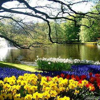 Park flowers wallpaper