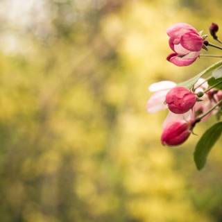 Spring flowers slideshow wallpaper