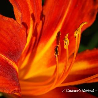 Orange Day Lily wallpaper
