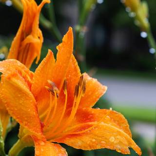Orange Day Lily wallpaper