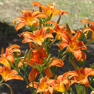 Orange Day Lily wallpaper