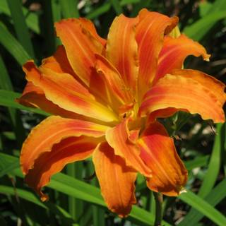 Orange Day Lily wallpaper