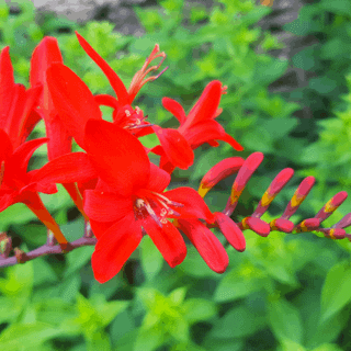 Crocosmia flower wallpaper