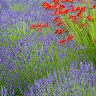 Crocosmia flower wallpaper