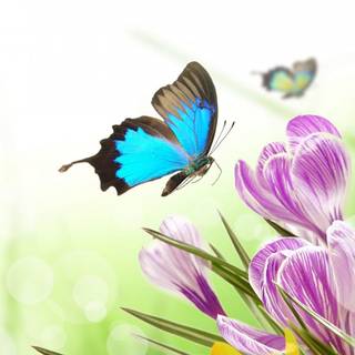 Spring insects wallpaper