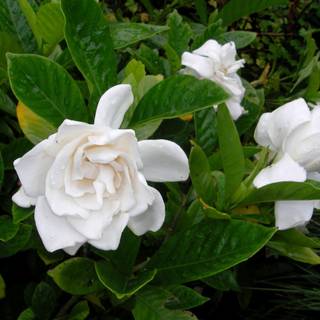 Gardenia flower wallpaper