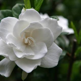 Gardenia flower wallpaper