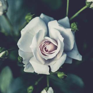 White rose 4k HD wallpaper