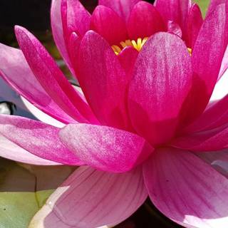 Lotus mobile 4k wallpaper