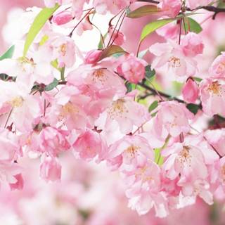 Pink spring flower wallpaper