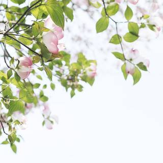 Pink spring flower wallpaper