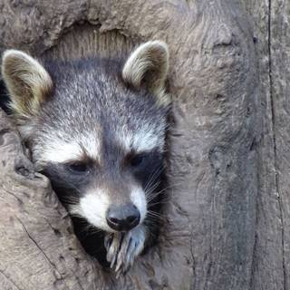 4k raccoon wallpaper