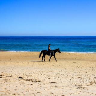 Horses by the ocean wallpaper