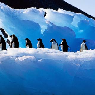 Adelie Penguin wallpaper