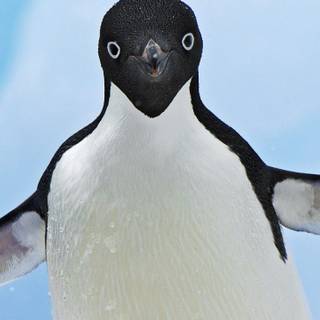 Adelie Penguin wallpaper