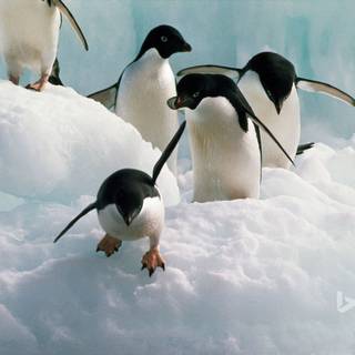 Adelie Penguin wallpaper