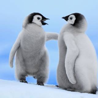 Adelie Penguin wallpaper