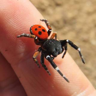 Ladybird spider wallpaper
