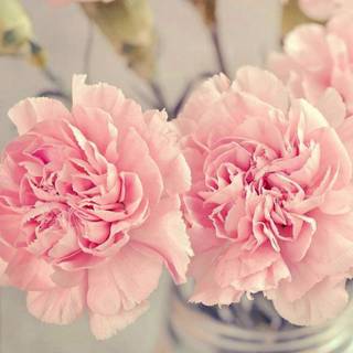 Floral beauty wallpaper