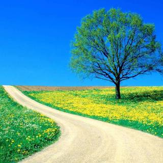 Road spring wallpaper