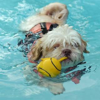 Swimming dogs wallpaper