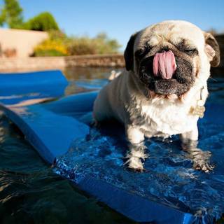 Swimming dogs wallpaper
