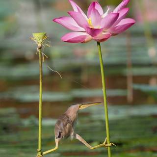 Funny birds wallpaper