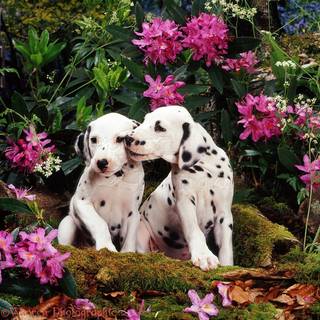 Puppy and flowers wallpaper