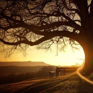 Tree sunset HD wallpaper