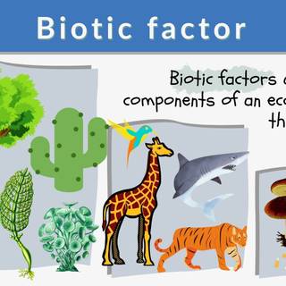 Biotic factors wallpaper