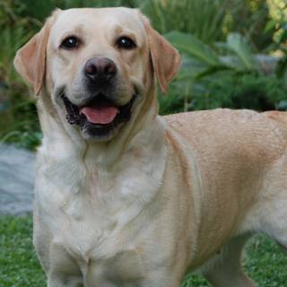 Labrador 4k wallpaper