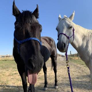 Baby cows and horses wallpaper