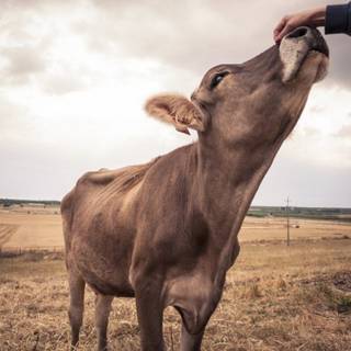 Baby cows and horses wallpaper