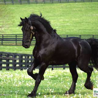 Baby cows and horses wallpaper