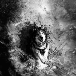 Cool black and white wolf wallpaper