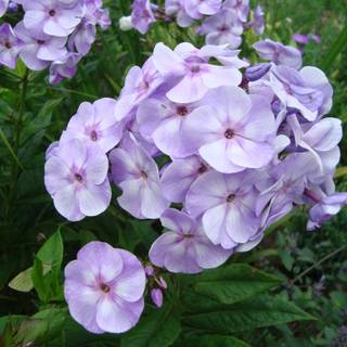 Phlox paniculata wallpaper