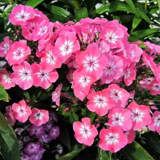 Phlox paniculata wallpaper