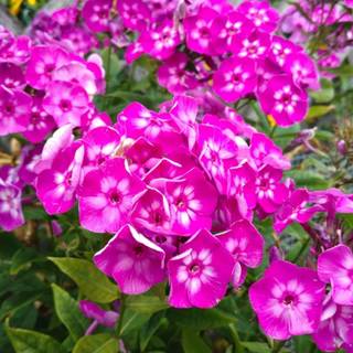 Phlox paniculata wallpaper