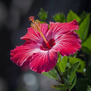 Hibiscus plant wallpaper