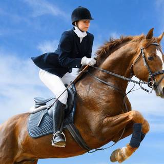 Horse show wallpaper