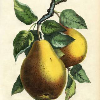 Pear fruit wallpaper